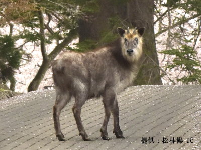 国特別天然記念物のカモシカについて | 青森県七戸町